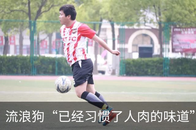 流浪狗“已经习惯了人肉的味道”